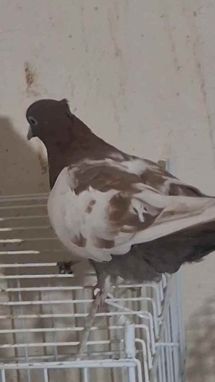 سینه سرخ ماده|پرنده|خورموج, |دیوار