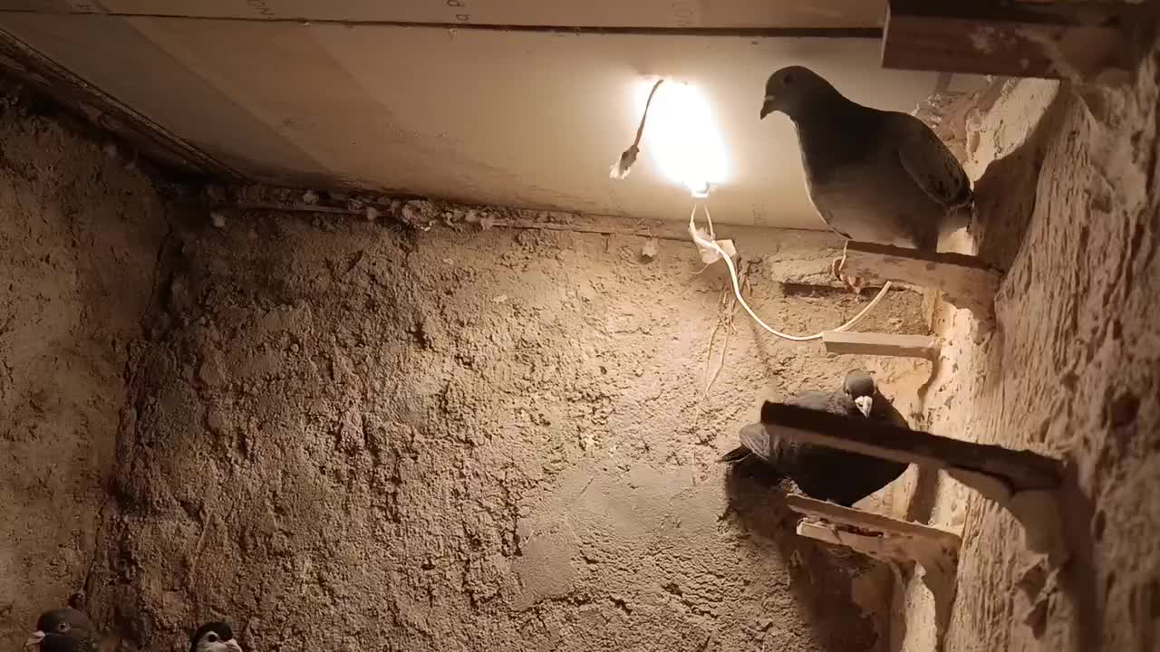 کبوتر نر|پرنده|کشکوئیه, |دیوار