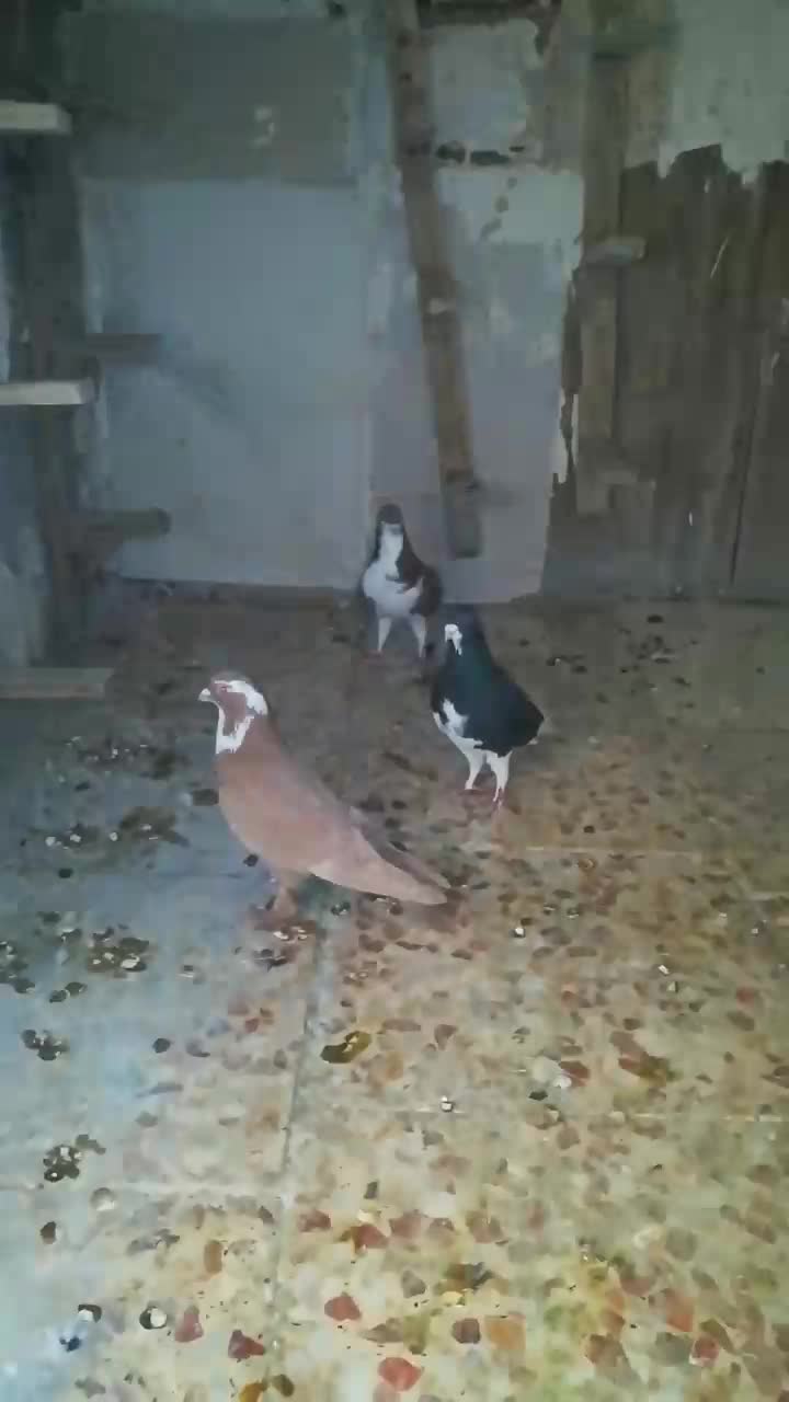 3تا کفتر گرفتنی|پرنده|شیراز, شهرک صدا و سیما|دیوار