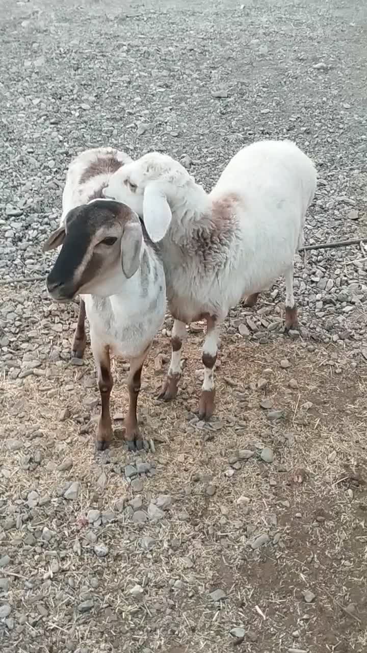 میش و بره سومال فاریاب|حیوانات مزرعه|کهنوج, |دیوار