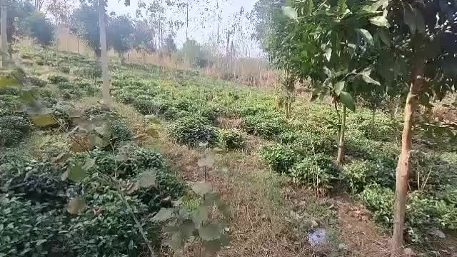 قطعهای از بهشت گیلان زمین ۱۰۰۰ متری در اطاقور|فروش زمین و ملک کلنگی|رشت, منظریه|دیوار