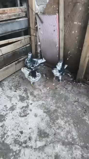 کبوتر|پرنده|شیراز, احمدآباد|دیوار