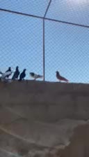 کفتر بهبونی شهری|پرنده|شیراز, شهرک مدرس|دیوار