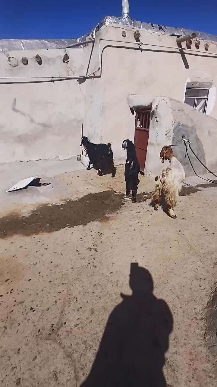 بز نر|حیوانات مزرعه|ایجرود, |دیوار