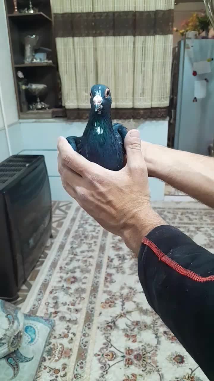 چهارتا سیاه پلنگ جونگ|پرنده|کرمان, |دیوار