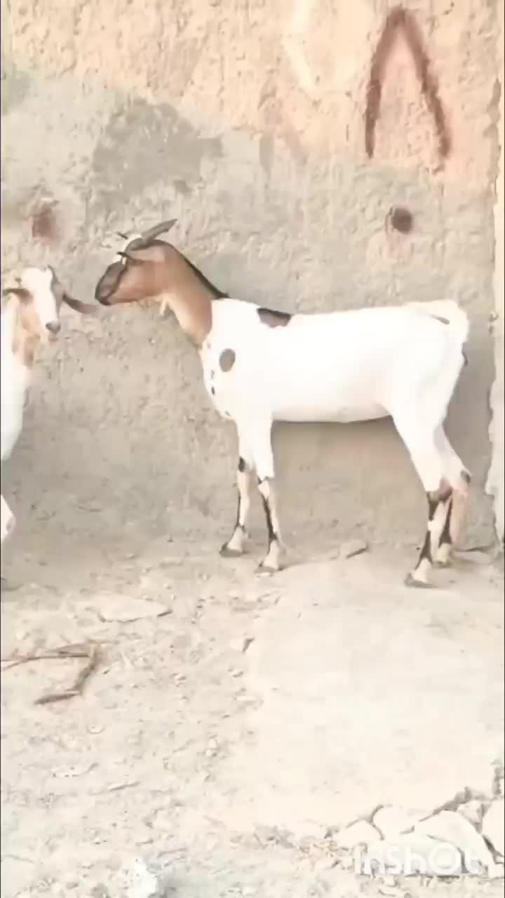 بز سه عدد ابستن سه دونه قیمت اخرش ۲۱|حیوانات مزرعه|بندرعباس, |دیوار