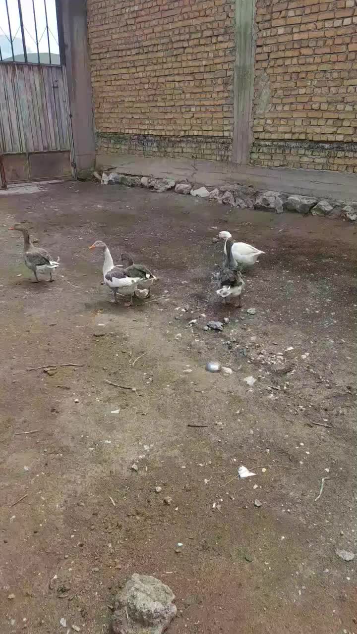 غاز|حیوانات مزرعه|شهرکرد, |دیوار