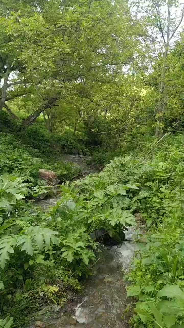 اجاره سوئیت ویلایی جنگلی کلیبر علی آباد|اجارهٔ کوتاهمدت ویلا و باغ|اهر, |دیوار