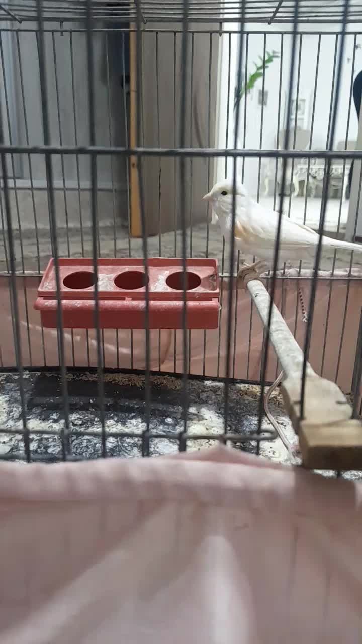 قناری|پرنده|زرندیه, |دیوار