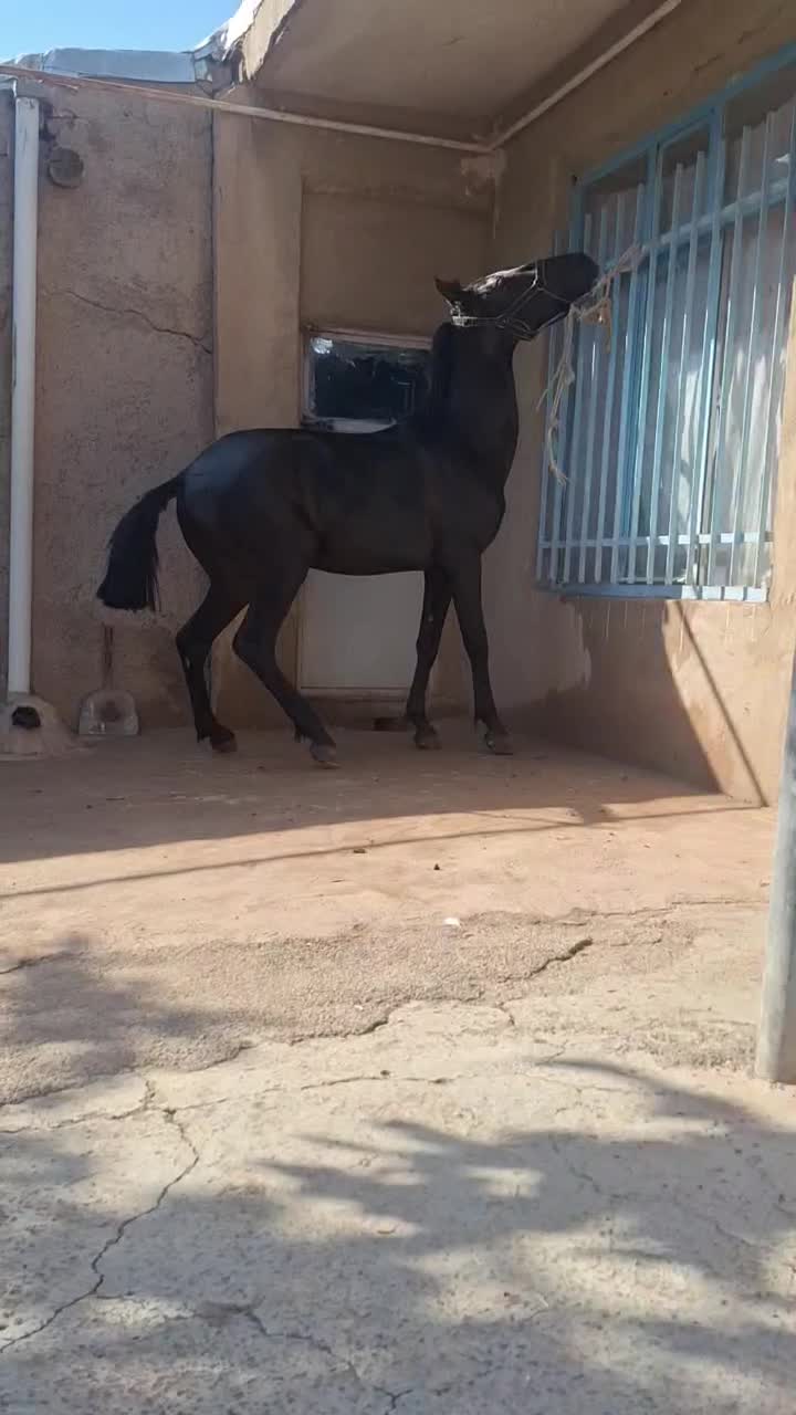 اسب نریان کرد|اسب و تجهیزات اسب‌سواری|قزوین, |دیوار