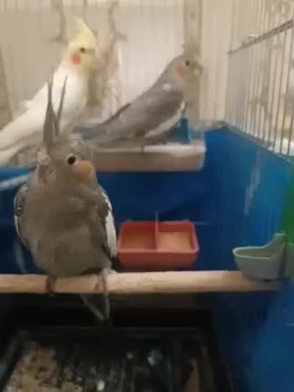 ۵عدد عروس هلندی دستی و ریزه خون|پرنده|شاهینشهر, گزبرخوار|دیوار