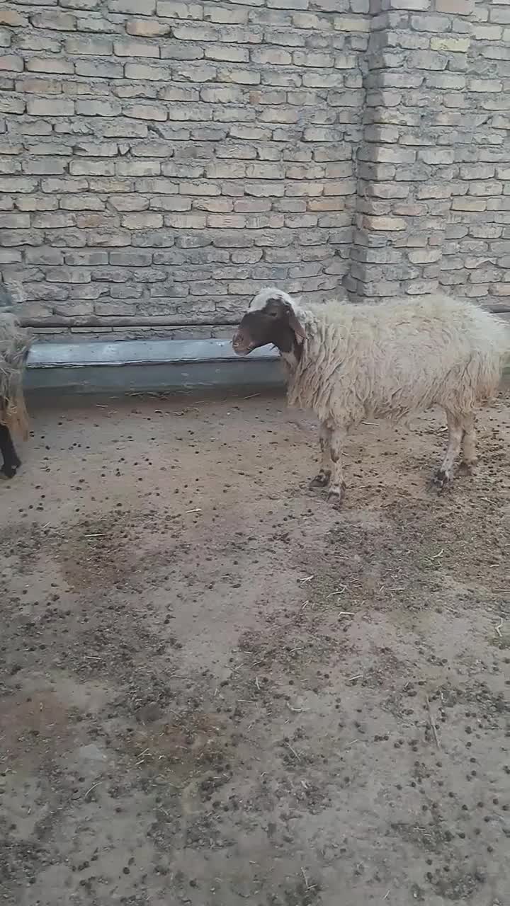 گوسفند|حیوانات مزرعه|معصومیه, |دیوار