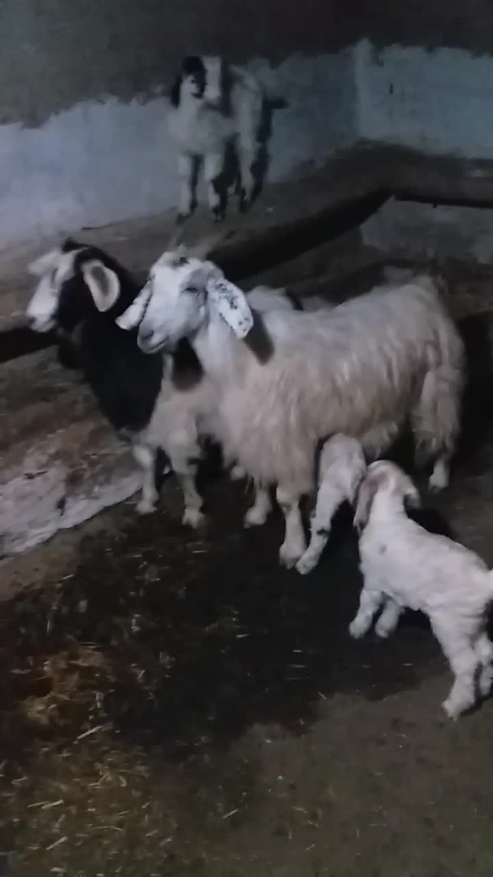 بز جوان و بزغاله|حیوانات مزرعه|گرمی, |دیوار