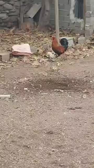 خروس|حیوانات مزرعه|کردکوی, |دیوار