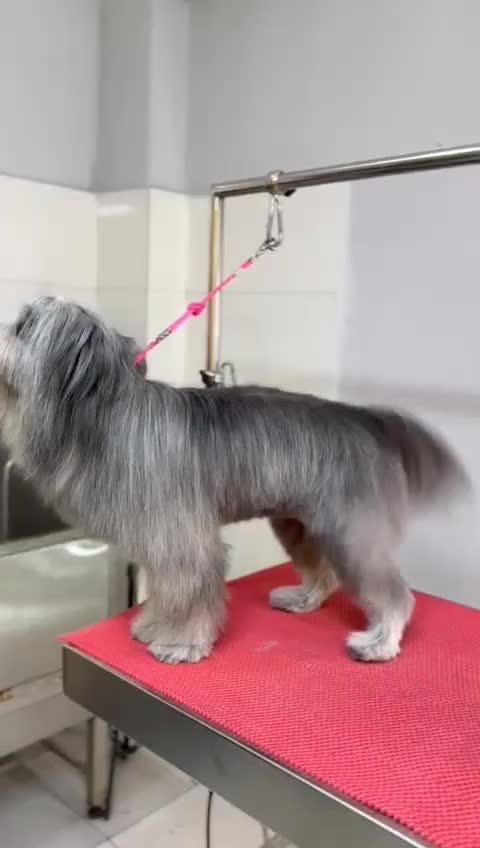 واگذاری توله خیلی فوری|سگ|بندرعباس, |دیوار