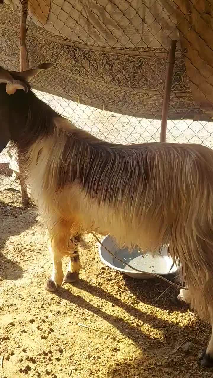 سارین پاکستانی دوساله داشتی نسل عالی|حیوانات مزرعه|آبدانان, |دیوار