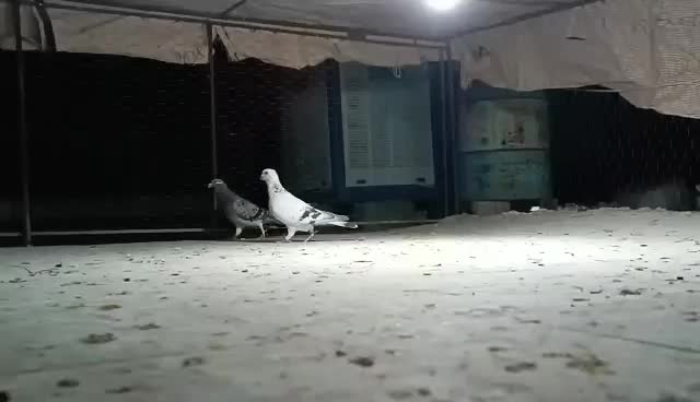 پرنده|پرنده|فسا, |دیوار
