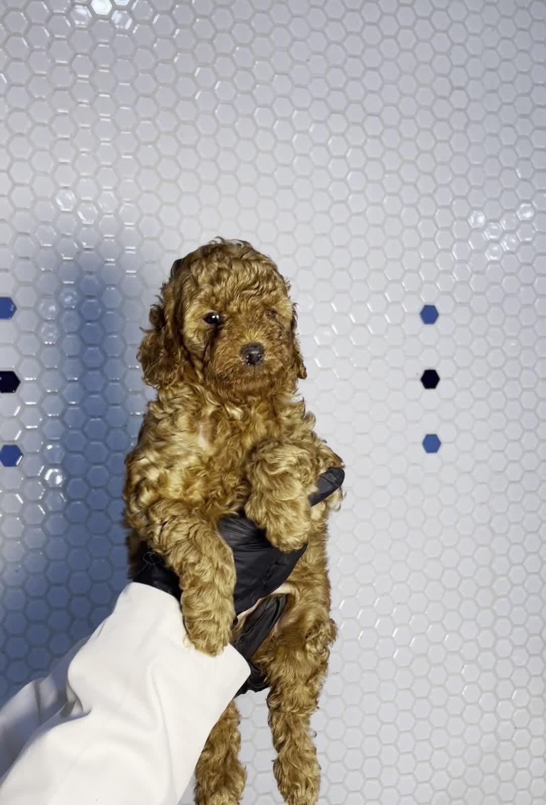 سگ پودل دارک رد واکسن خورده|سگ|تهران, بلوار کشاورز|دیوار