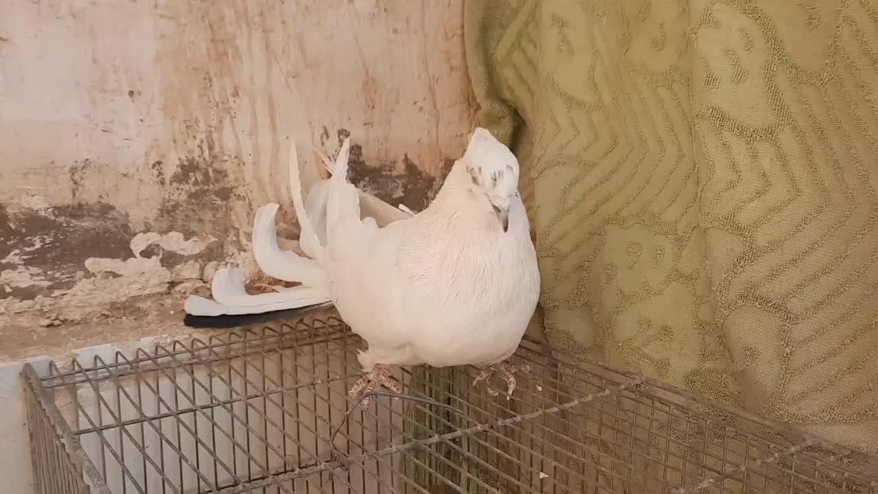 کبوتر اصفهانی پر|پرنده|برخوار, |دیوار