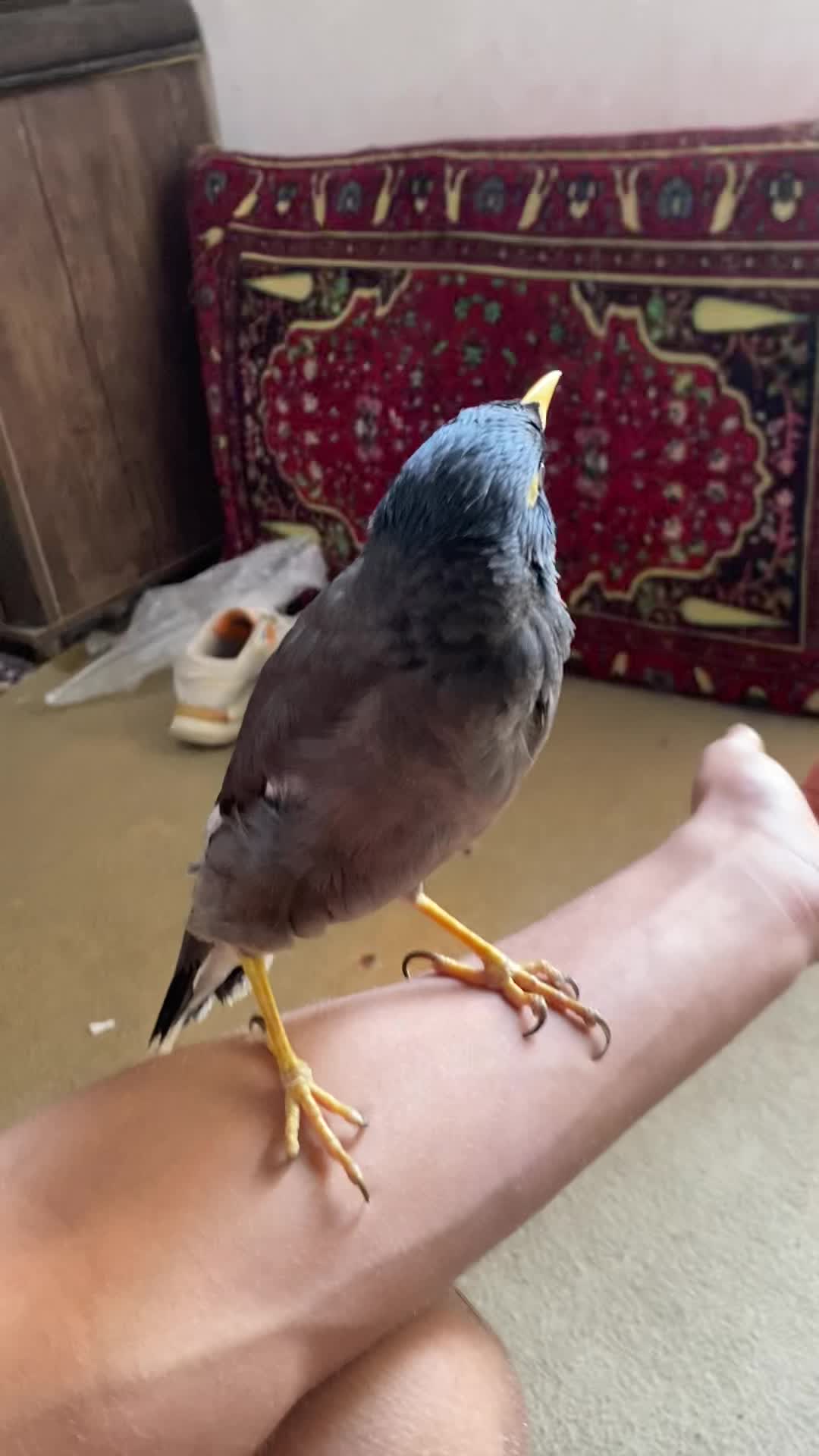 مرغ مینا سخنگو|پرنده|شیراز, پانصد دستگاه ارتش|دیوار