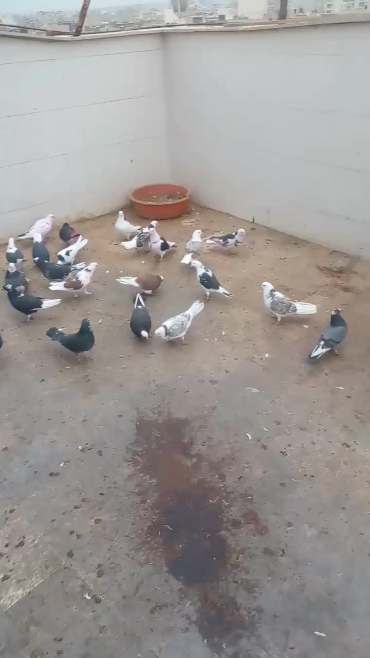 کبوتر پرشی..|پرنده|ساوه, |دیوار