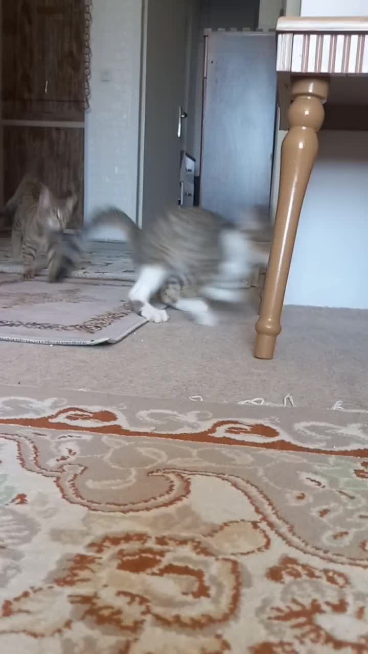 واگذاری دو بچه گربه خانگی دی اس اج|گربه|سنندج, |دیوار