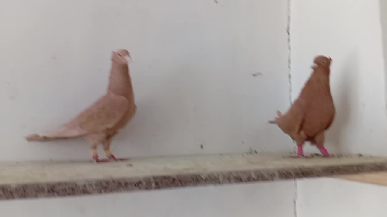 نرو ماده زرد کاکلی|پرنده|فولادشهر, زاینده رود|دیوار