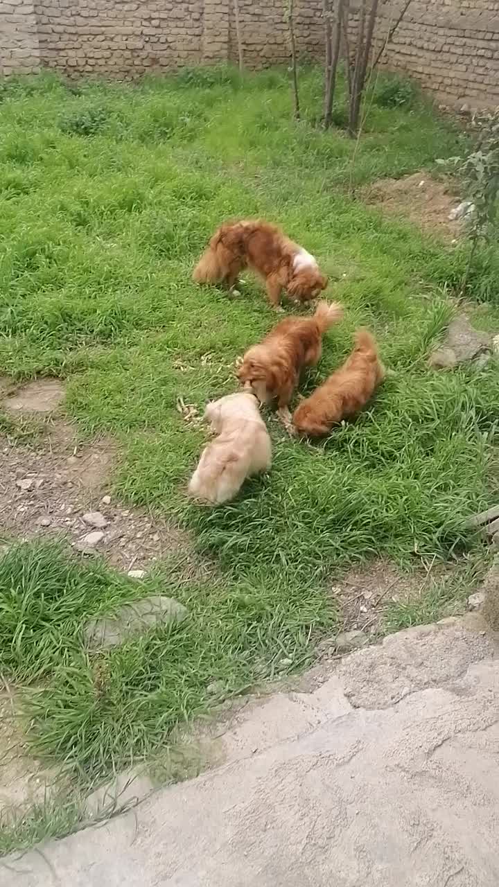 اشپیتز پامرین|سگ|گرگان, |دیوار