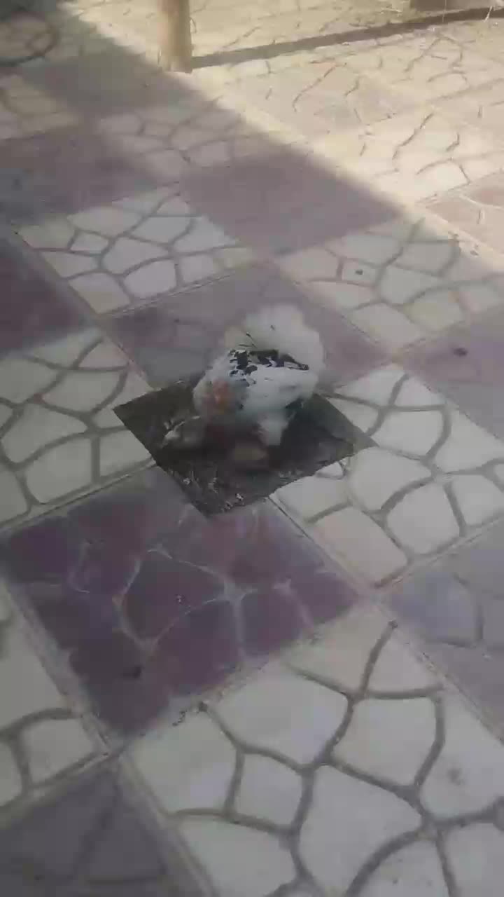 مرغ و خروس گلین اصل|حیوانات مزرعه|مشهد, شهید شهریاری|دیوار