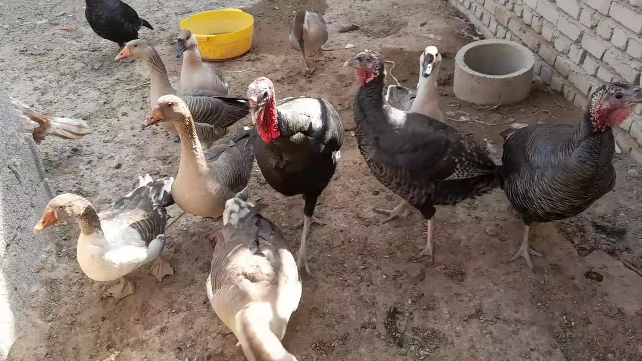 غاز وبوقلمون|حیوانات مزرعه|شهریار, بکه|دیوار