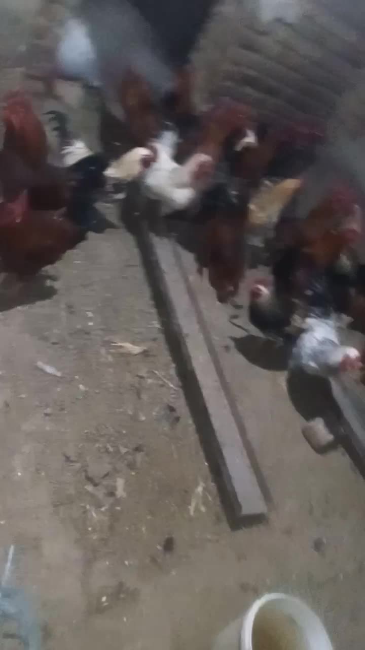 خروس محلی|حیوانات مزرعه|تاکستان, |دیوار