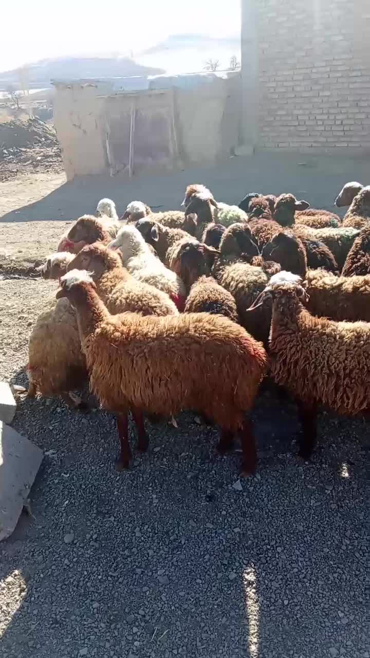 گوسفندماده|حیوانات مزرعه|بلبان آباد, |دیوار