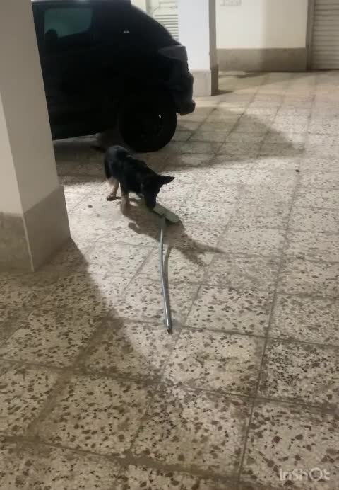 سگ ژرمن شولاین شناسنامه دار|سگ|گنبد کاووس, |دیوار