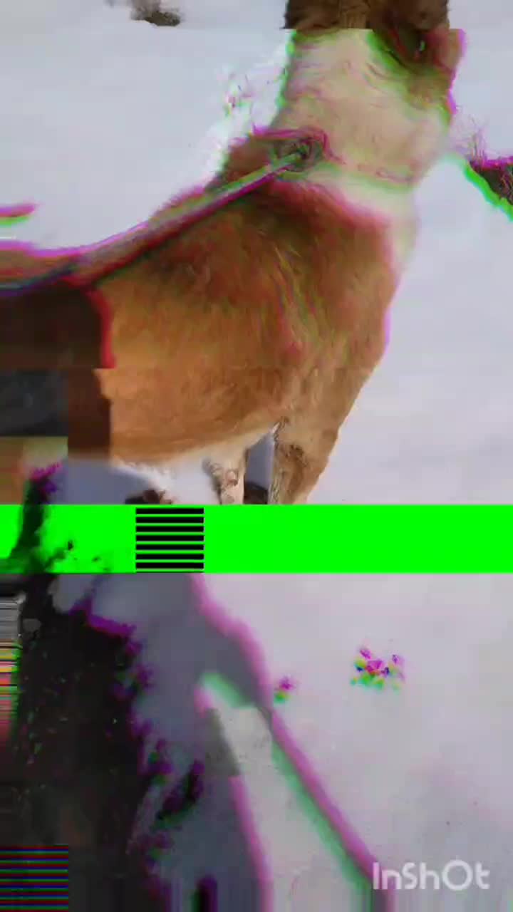 سگ فروشی|سگ|سده (خراسان جنوبی), |دیوار