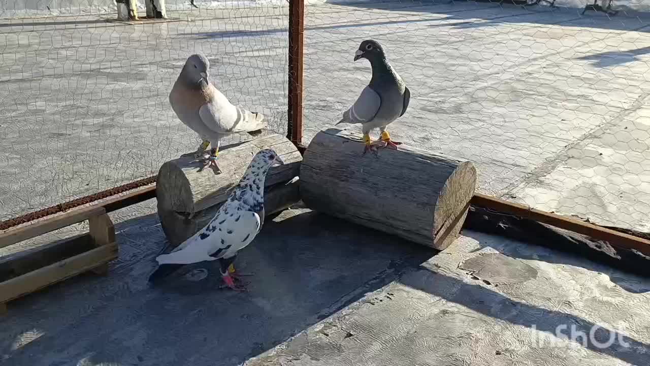 کفتر|پرنده|شیراز, شهرک مهدیه|دیوار