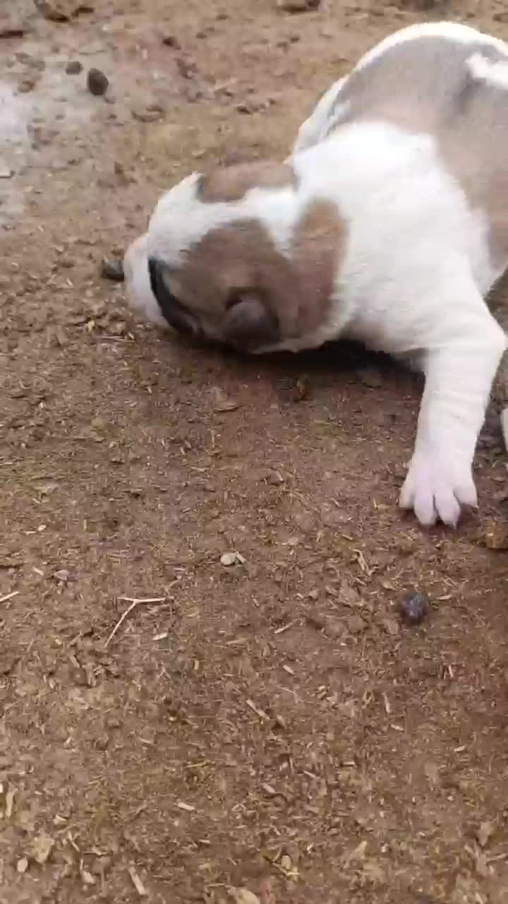 توله های آلابای|سگ|شیروان (خراسان), |دیوار