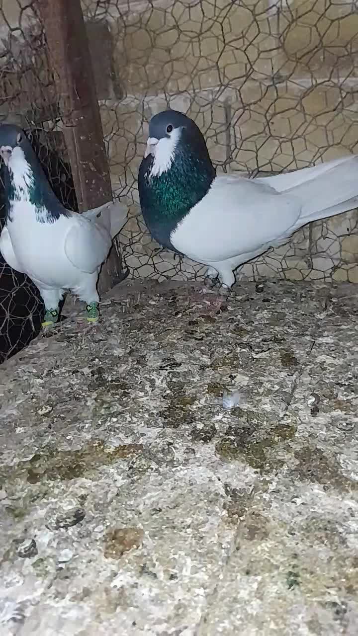 جفت شصطی نروماده|پرنده|تاکستان, |دیوار