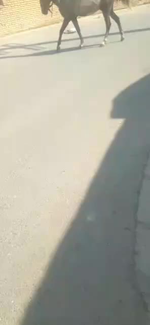 کره نریون عرب کرد|اسب و تجهیزات اسب‌سواری|نجف‌آباد, حومه نجف آباد|دیوار