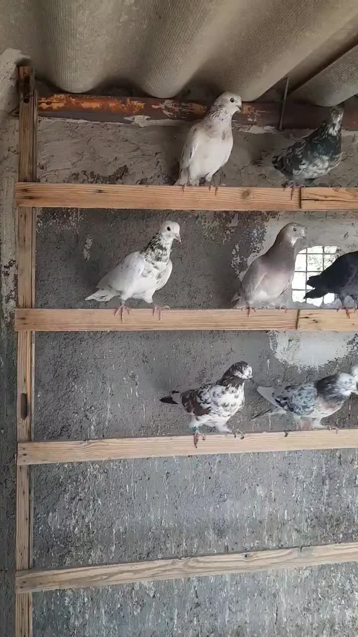 کفتر سرور هما|پرنده|سمنان, |دیوار