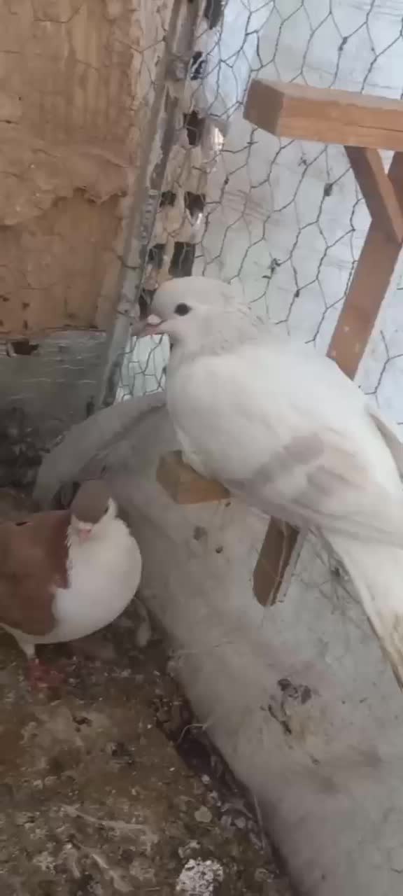 ساده|پرنده|تربت جام, شهرک آزادگان|دیوار