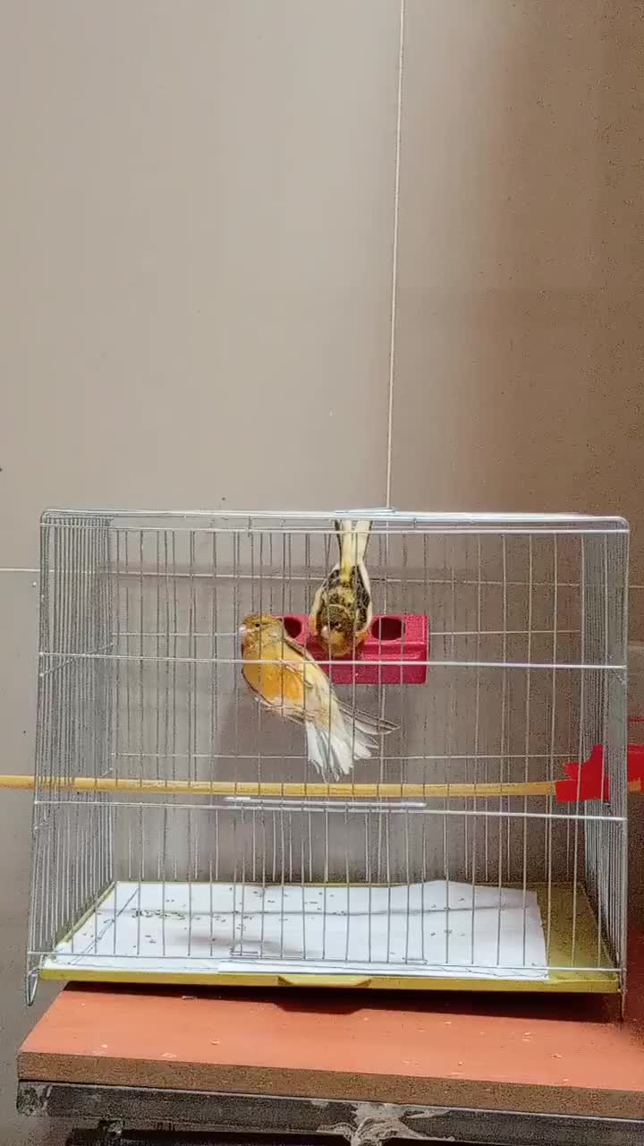 جفت قناری جوان|پرنده|تبریز, |دیوار