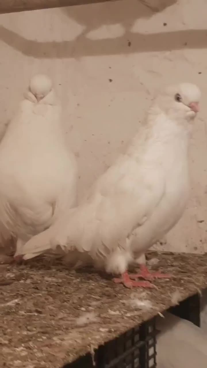 کبوتر سفید|پرنده|تبریز, |دیوار