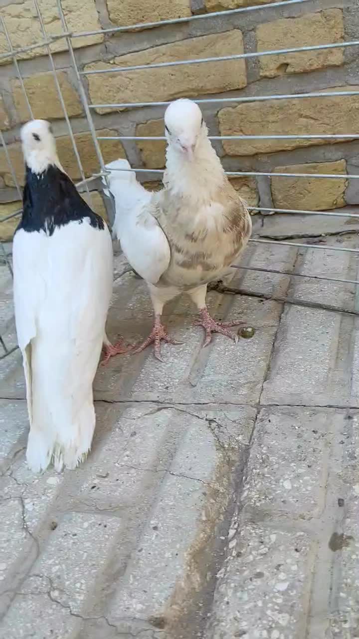 کفتر|پرنده|اردکان, |دیوار