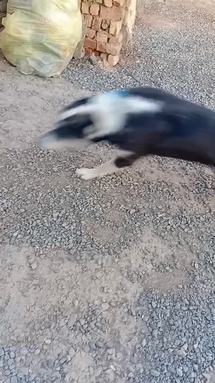 سگ سرابی|سگ|قم, نوقطار|دیوار