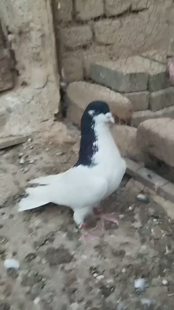 شصتی سیاه نر آس|پرنده|تاکستان, |دیوار