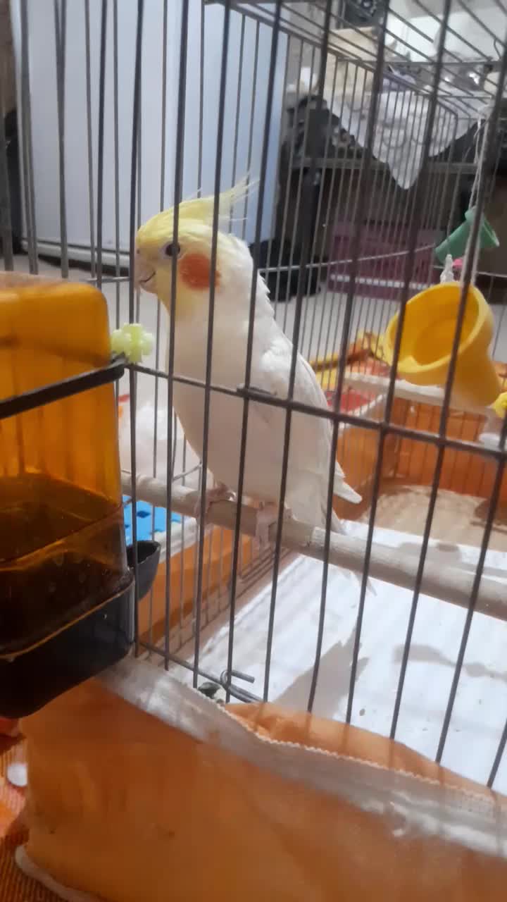 عروس هلندی|پرنده|قم, انسجام|دیوار