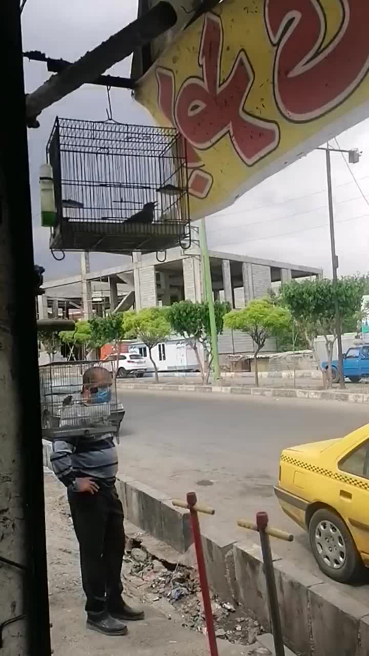سهره معاوضه با فنچ گلدین|پرنده|تهران, تهرانپارس شرقی|دیوار