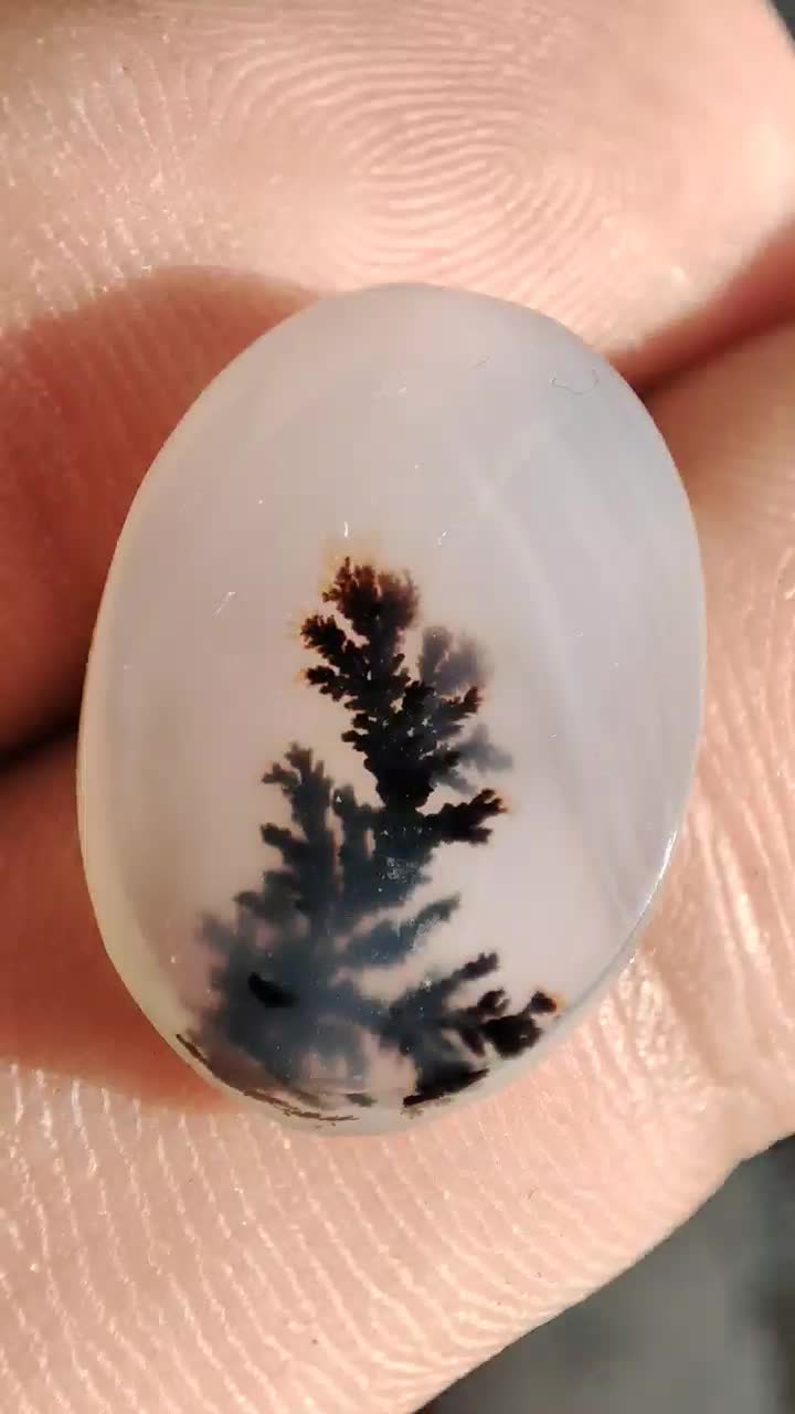 شجر|جواهرات|نورآباد, |دیوار