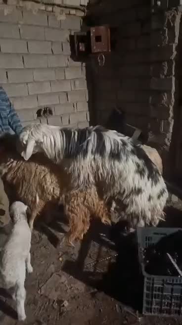 نره عوسی|حیوانات مزرعه|کارون, |دیوار