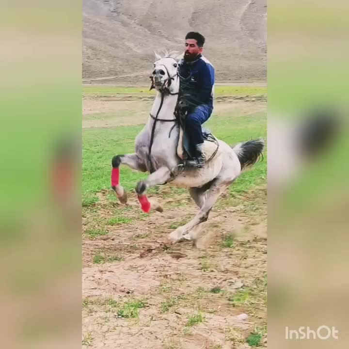اسب|اسب و تجهیزات اسب‌سواری|کمره, |دیوار